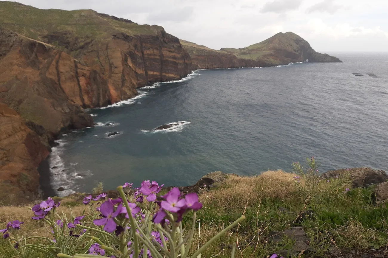 Purple wildflowers on the red cliffs of Ponta de São Lourenço, Madeira, above a calm bay